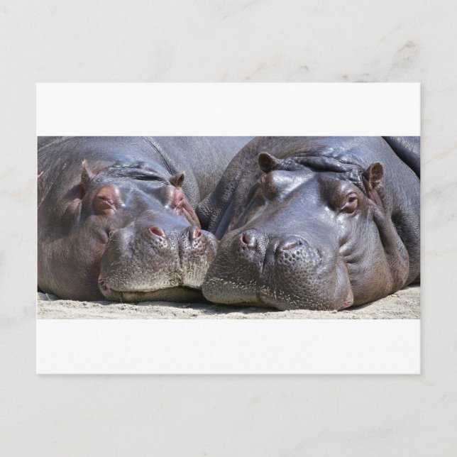 Cartão Postal Hippo-78352 (Frente)