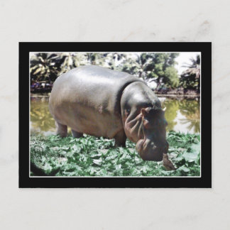 Cartão Postal Hippo & Bird