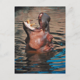 Cartão Postal Hippo Head
