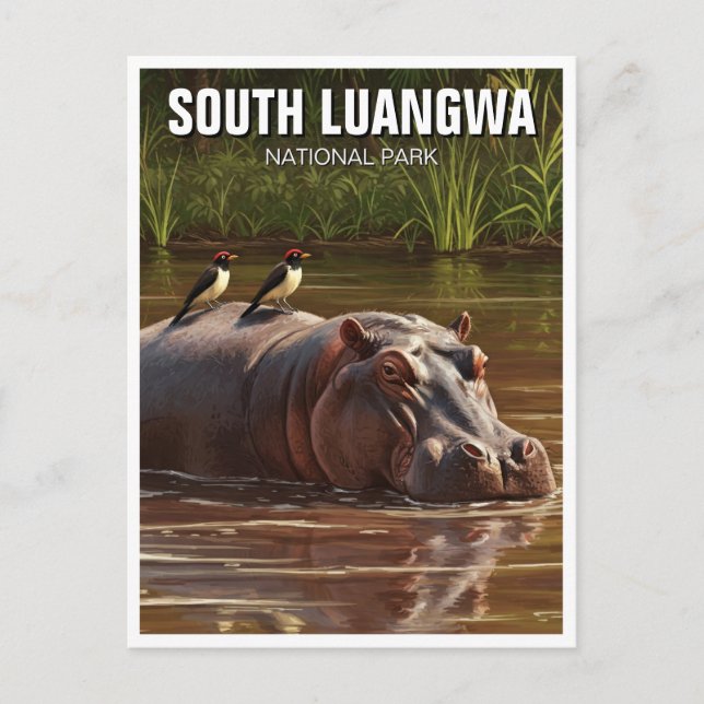 Cartão Postal Hippo no Parque Nacional de Luangwa do Sul Zâmbia (Frente)