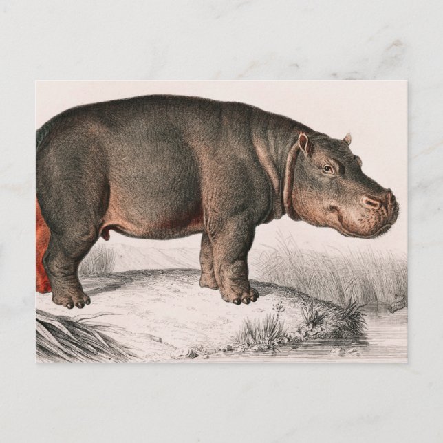 Cartão Postal Hippo vintage ilustrado (Frente)