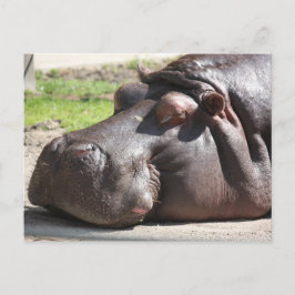 Cartão Postal Hippopotamus