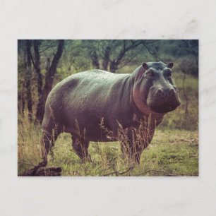 Cartão Postal Hippopotamus