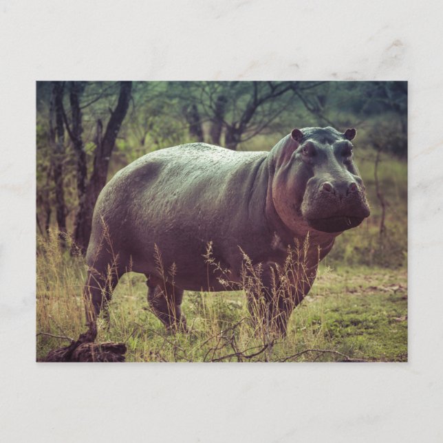 Cartão Postal Hippopotamus (Frente)