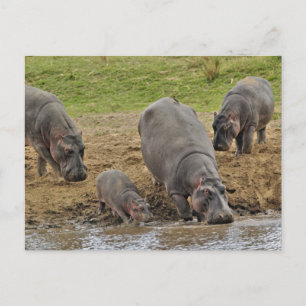 Cartão Postal Hippopotamus, Hippopotamus amphibius, Serengeti