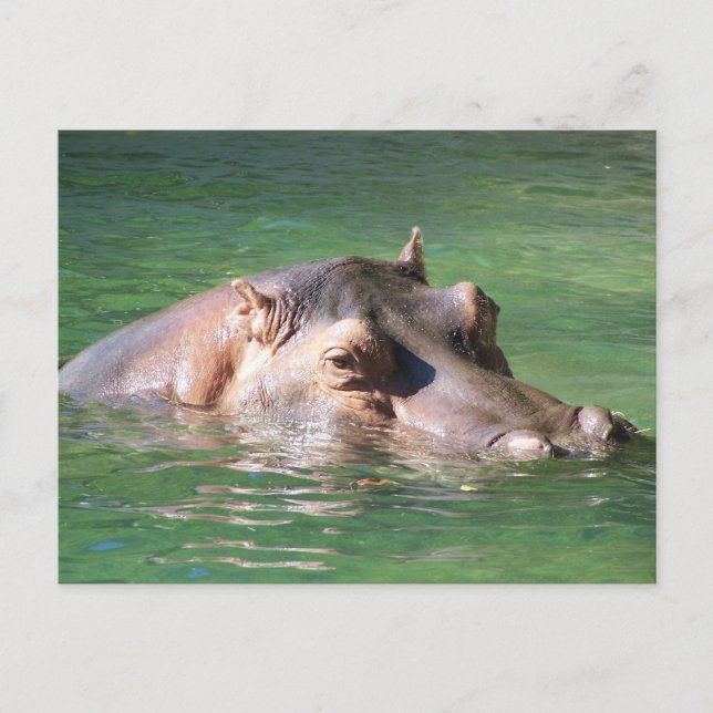 Cartão Postal Hippopotamus Nadando Na Superfície (Frente)