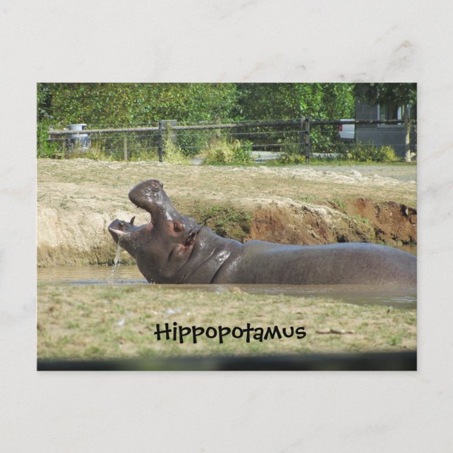 Cartão Postal Hippopotamus tomando uma bebida (Frente)