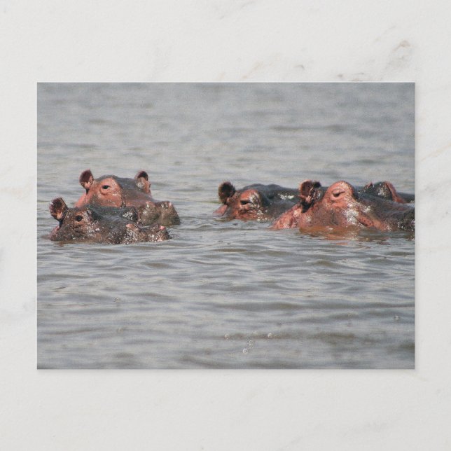 Cartão Postal Hippos (Frente)