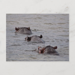 Cartão Postal Hippos vai para uma Natação