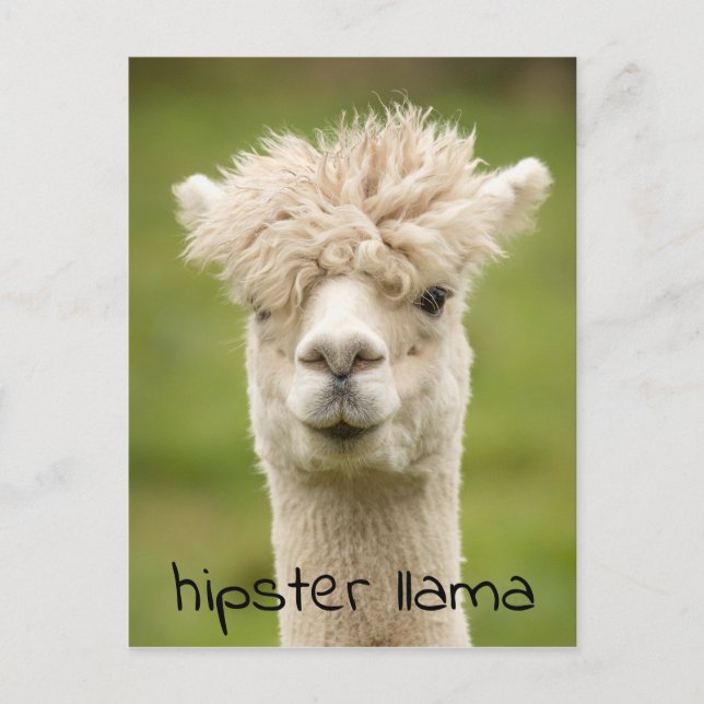 Cartão Postal Hipster Lama Funny Hairdo (Frente)