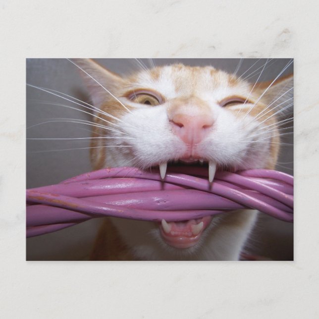 Cartão Postal Hissed (Frente)