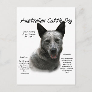 Cartão Postal História Azul Australiana do Cão; ACD Azul