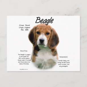 Cartão Postal História Da Beagle; Tudo Sobre Beagles