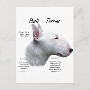 Cartão Postal História do Bull Terrier (branco) Design