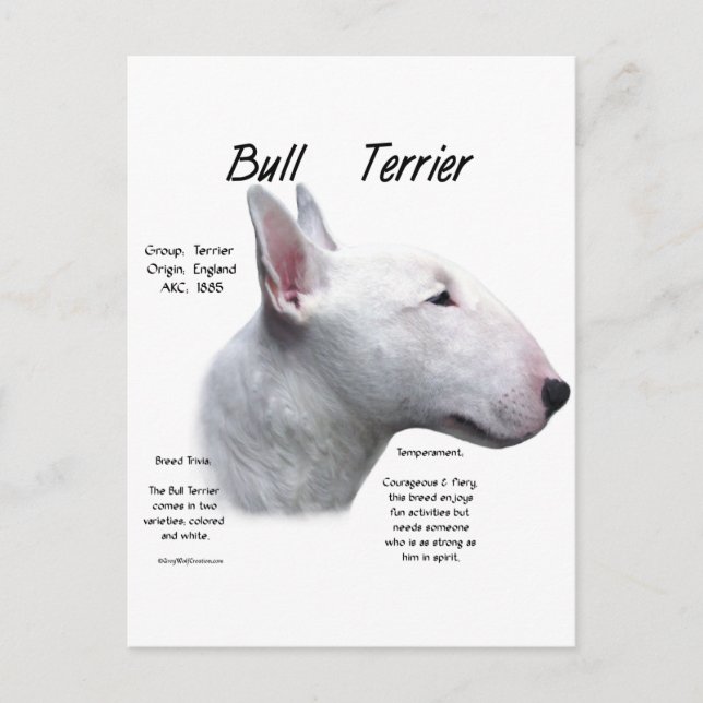 Cartão Postal História do Bull Terrier (branco) Design (Frente)