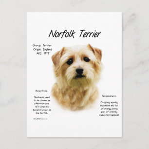 Cartão Postal História do Norfolk Terrier Design
