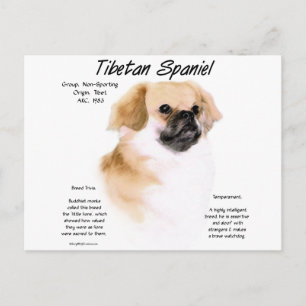 Cartão Postal História do Spaniel Tibetano Design