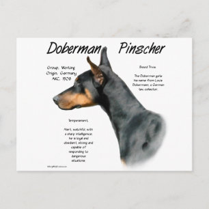 Cartão Postal Histórico do Doberman Pinscher Negro