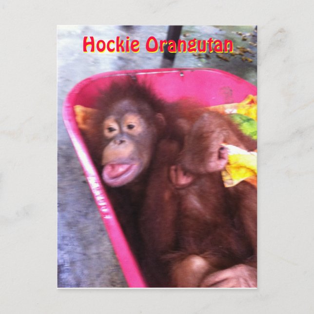 Cartão Postal Hockie Orangutan, uma garota especial (Frente)