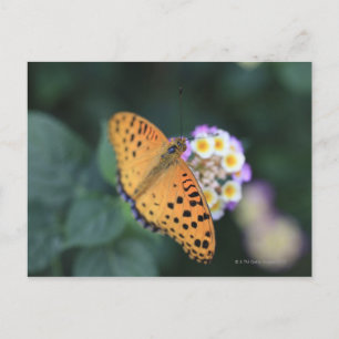 Cartão Postal Hodokubo, Hino, Tóquio, Japão