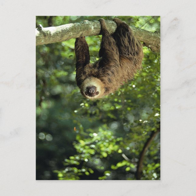 Cartão Postal Hoffmann's two-toed sloth (Frente)