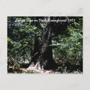 Cartão Postal Hoh RainForest 1965