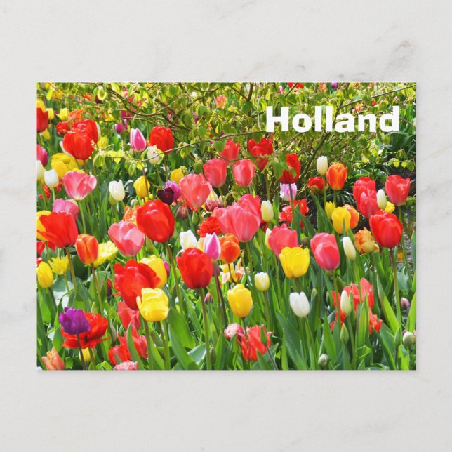 Cartão Postal Holanda (Frente)