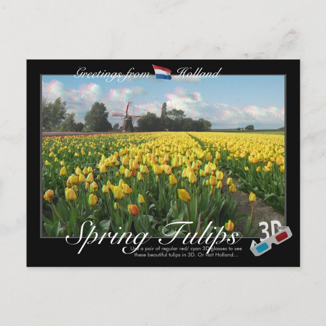 Cartão Postal Holland Primavera Tulips Paisagem 3D Anaglyph (Frente)