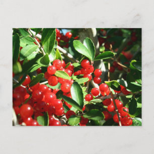 Cartão Postal Holly Berries