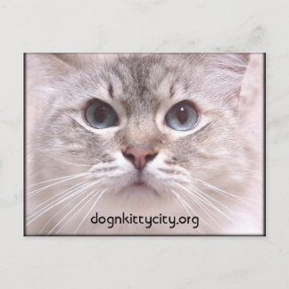 Cartão Postal Holly Postcard