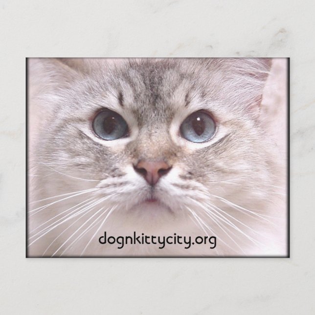 Cartão Postal Holly Postcard (Frente)