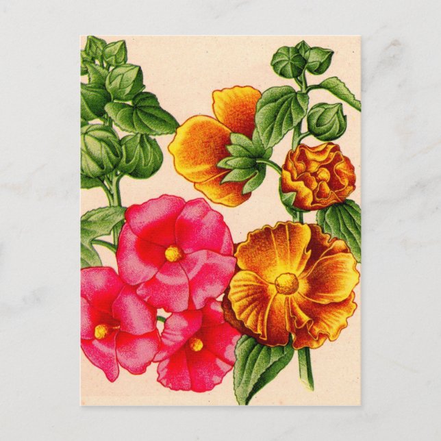 Cartão Postal hollyhocks em rosa e amarelo (Frente)