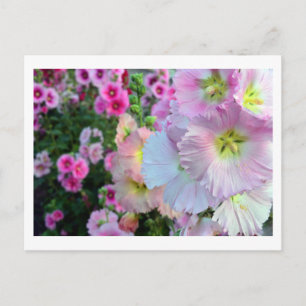 Cartão Postal Hollyhocks: Japão