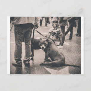 Cartão Postal Hollywood Blvd