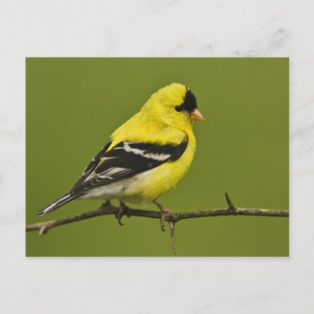Cartão Postal Homem Americano Goldfinch na criação de uma plumag (Frente)