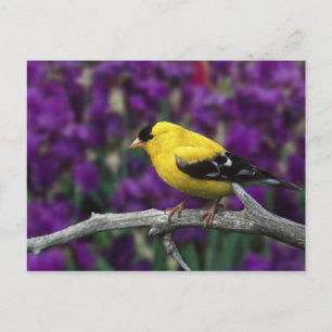 Cartão Postal Homem, Americano Goldfinch na plumagem de Verão.