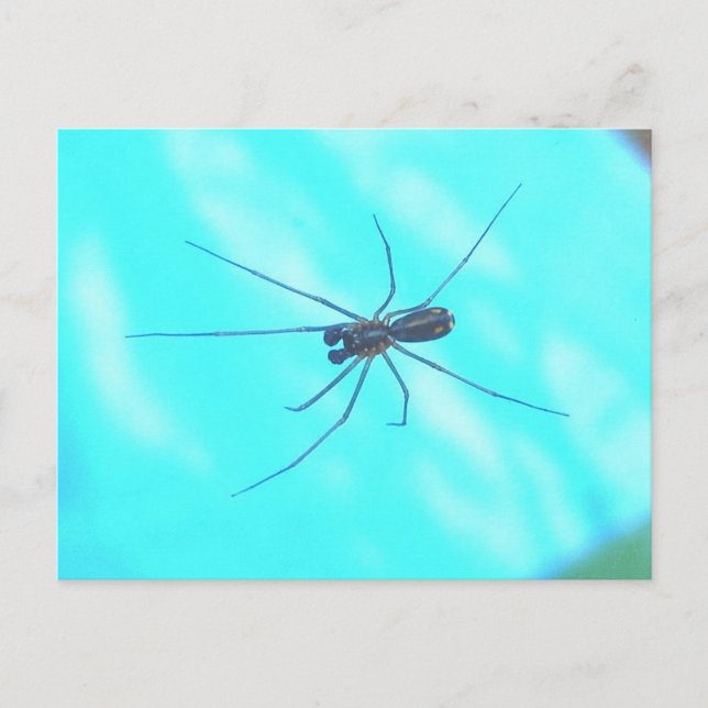 Cartão Postal Homem-Aranha-do-jardim debaixo (Frente)