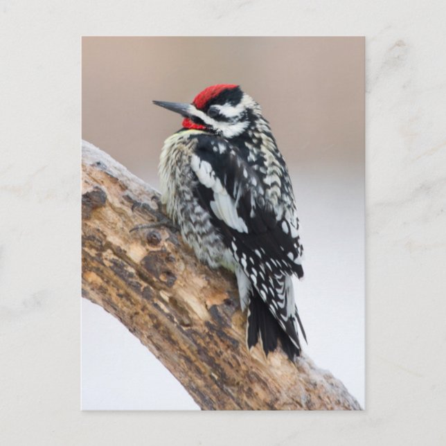 Cartão Postal Homem-bode-saco-de-barriga-amarela (Frente)