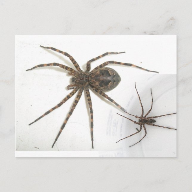 Cartão Postal Homem Dolomedes e aranhas femininas (Frente)