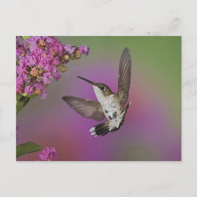 Cartão Postal Homem-Juvenil Ruby Throed Hummingbird (Frente)