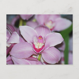 Cartão Postal Honduran Orchids