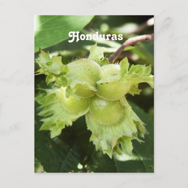 Cartão Postal Honduras Avelãs (Frente)