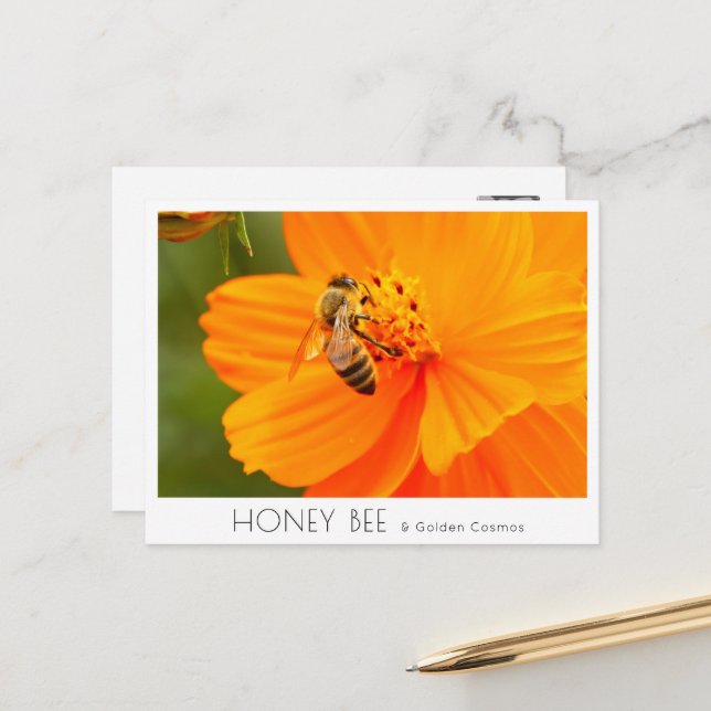 Cartão Postal Honey Bee & Golden Cosmos (Frente/Verso In Situ)