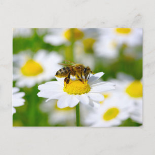 Cartão Postal Honey Bee on Daisy