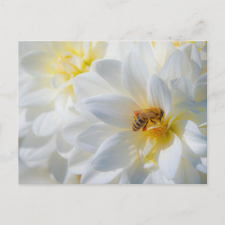 Cartão Postal Honeybee on a Dahlia Postcard