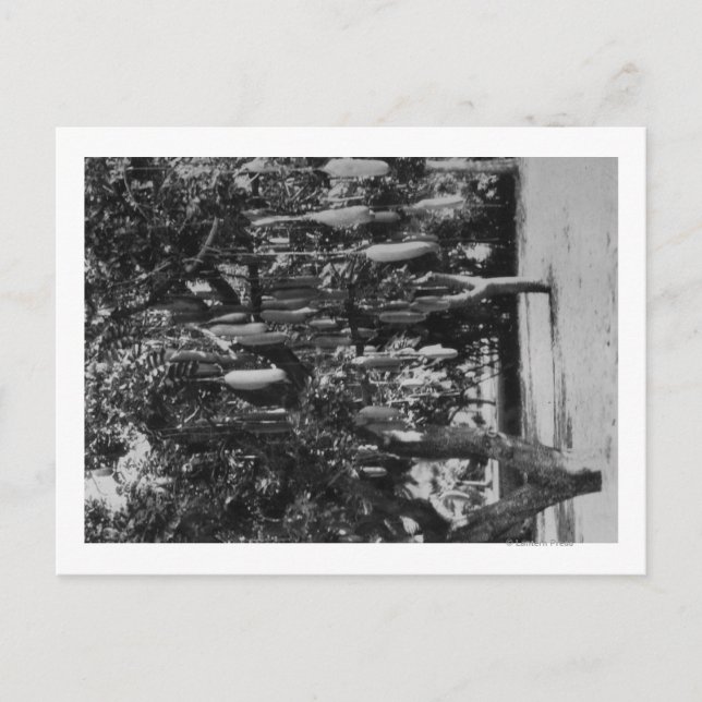 Cartão Postal Honolulu, HI - Universidade do Havaí (Frente)