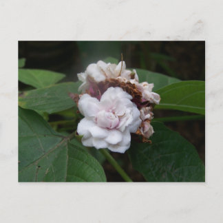 Cartão Postal Honolulu Rosa