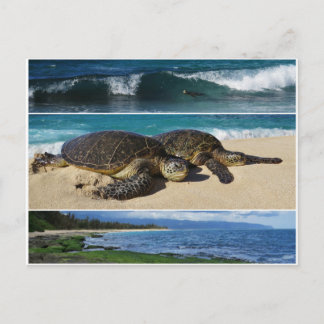 Cartão Postal Honu, Tartaruga do Mar Verde Havaiano, Oahu, Costa
