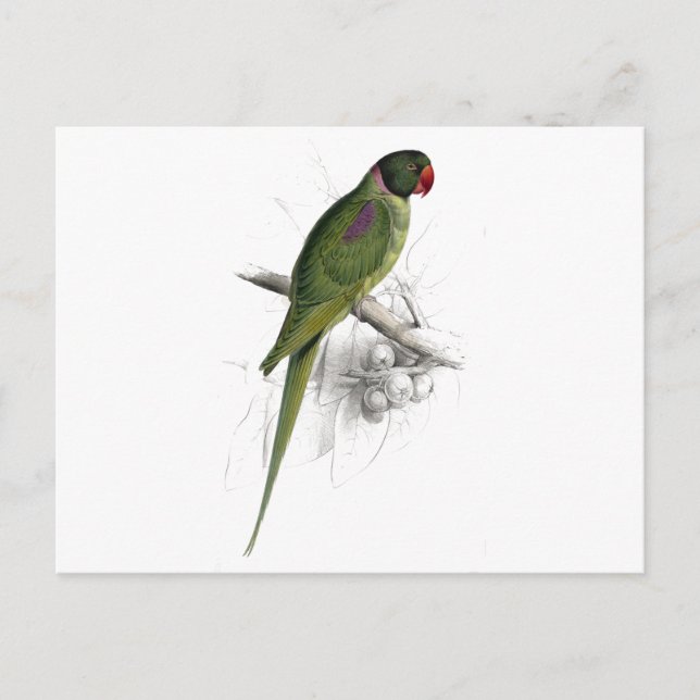 Cartão Postal Hooded Parrakeet por Edward Lear (Frente)