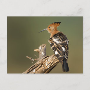 Cartão Postal Hoopoe africano